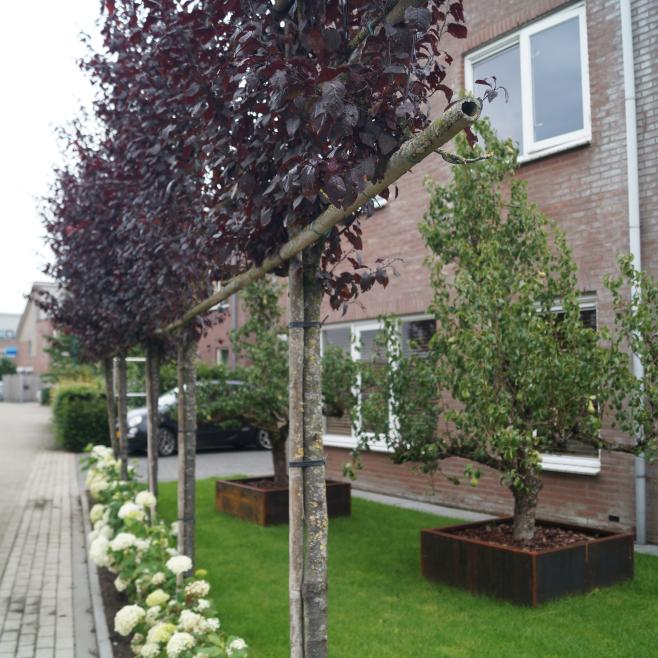 Voortuin met leibomen